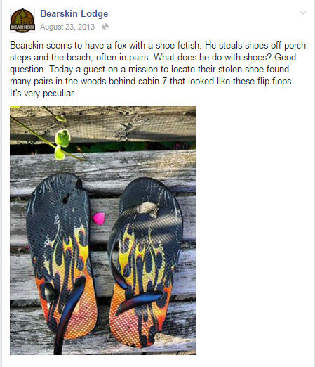 facebook post about fox shoes august 2013